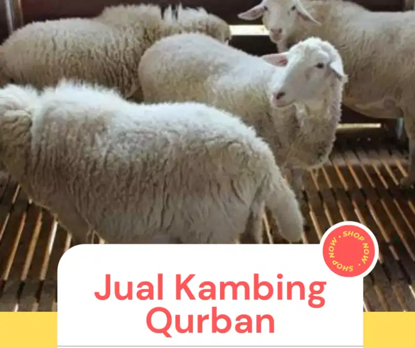 Kambing pedaging / domba pedaging