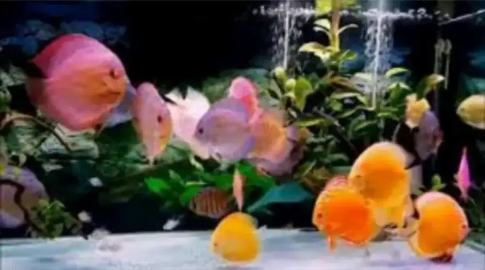 Paket 15 jenis ikan Discus < 1 inch