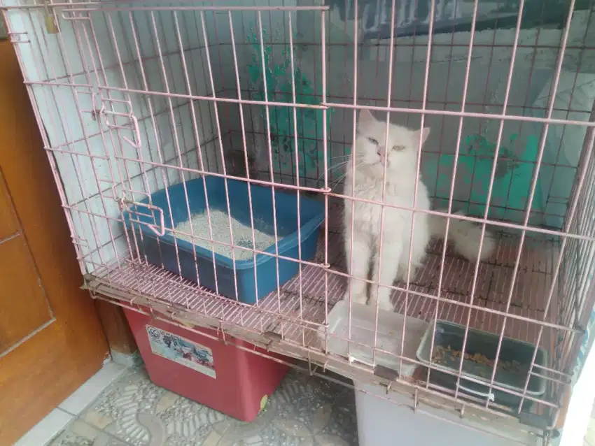 Kandang Kucing Lipat Besi Jumbo