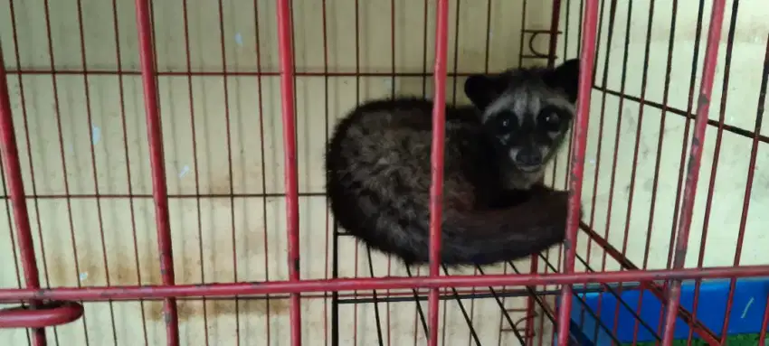 Musang Pandan Ekor Putih Betina 8 bln + kandang