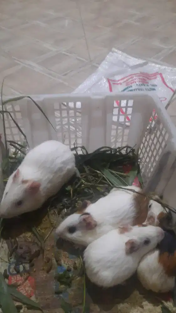 Marmut jantan dewasa