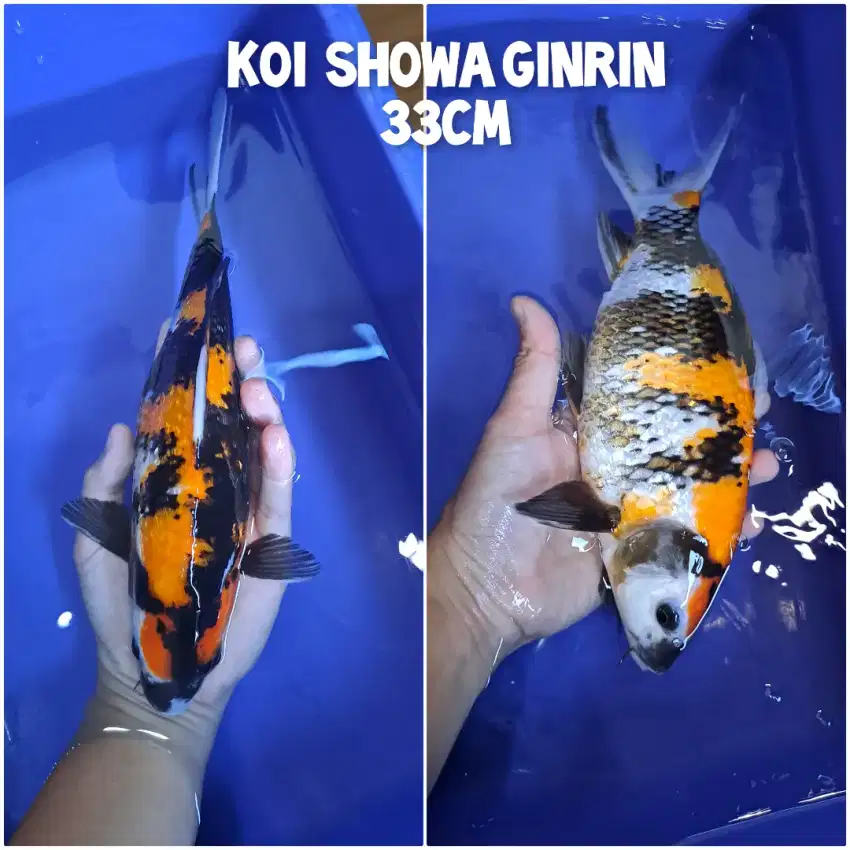 Koi Showa Ginrin blitar