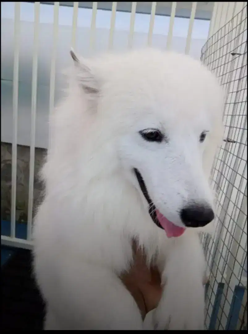 Pengurus anjing samoyed , kennel boy,groomer. Wajib SIM mobil