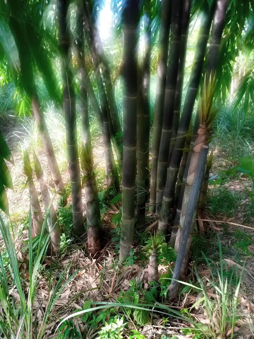 rebung bambu hitam fresh hasil kebun