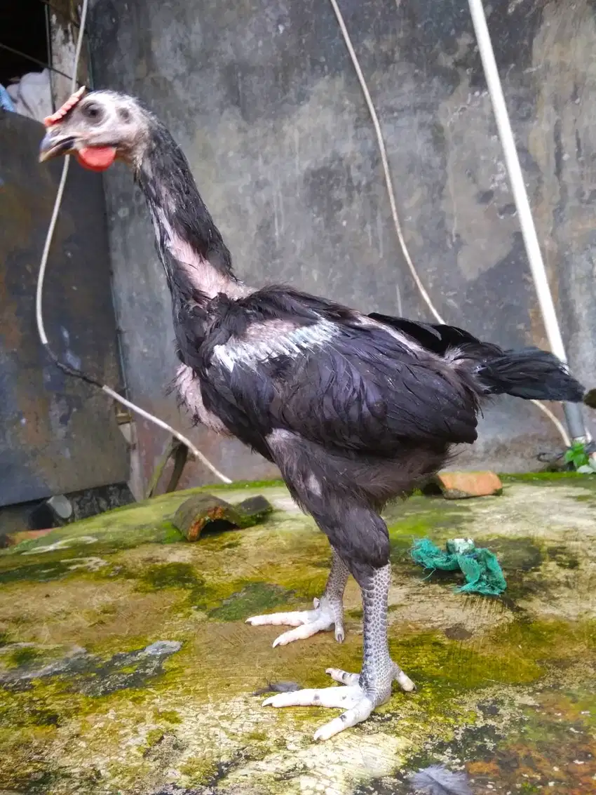 Ayam pelung usia 2bulan
