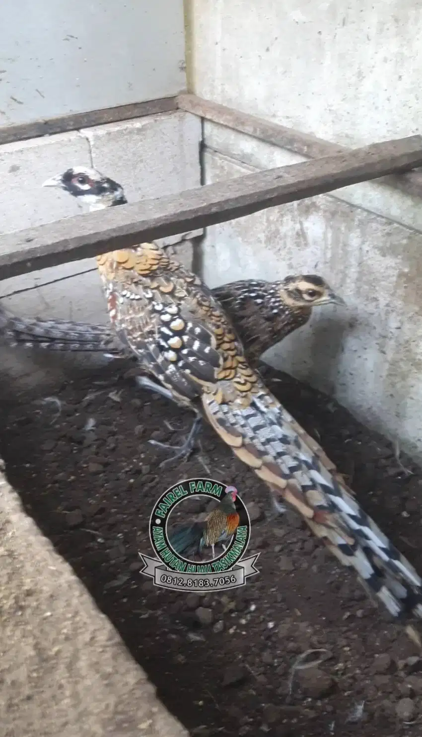 Reeves pheasant sepasang