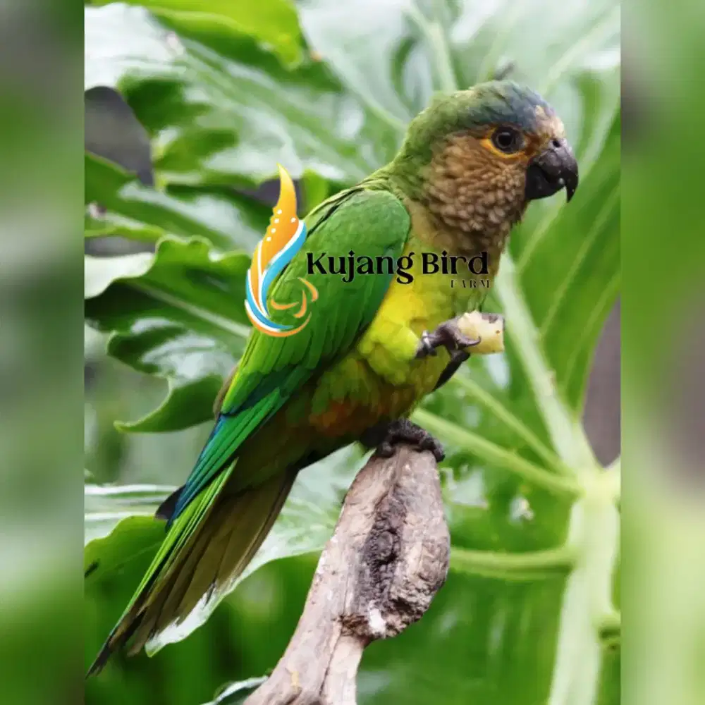 brown throated conure