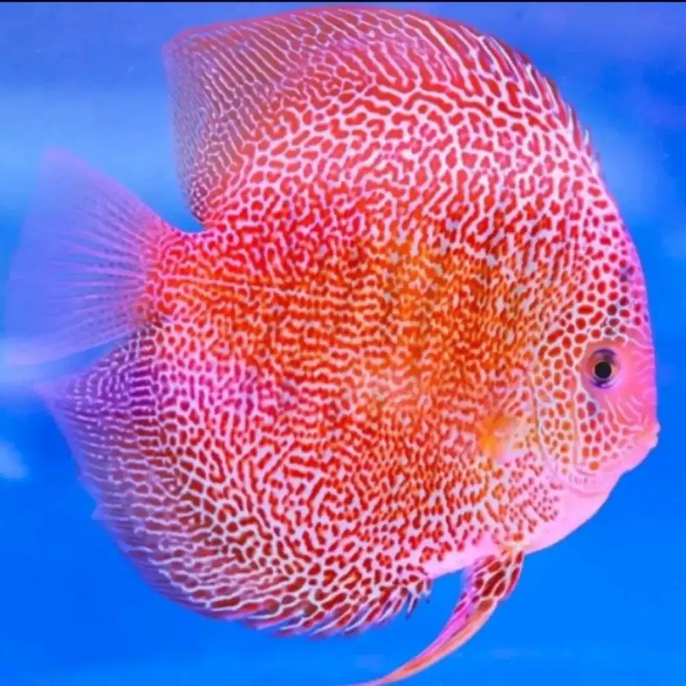Ikan Discus Eruption ukuran 1,5-2cm