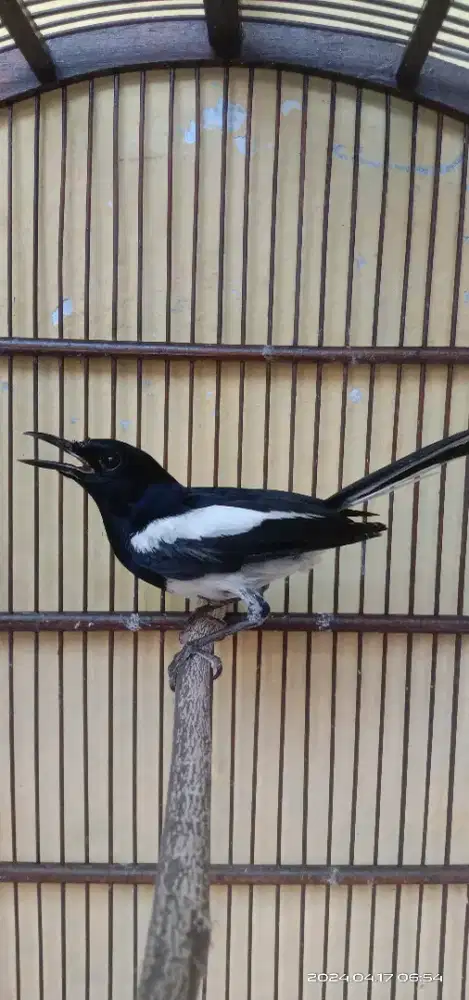 Burung kacer Jawa Barat