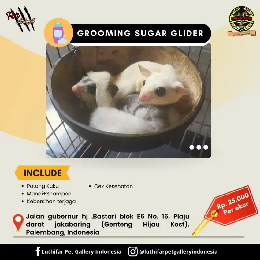 GROOMING SUGAR GLIDER