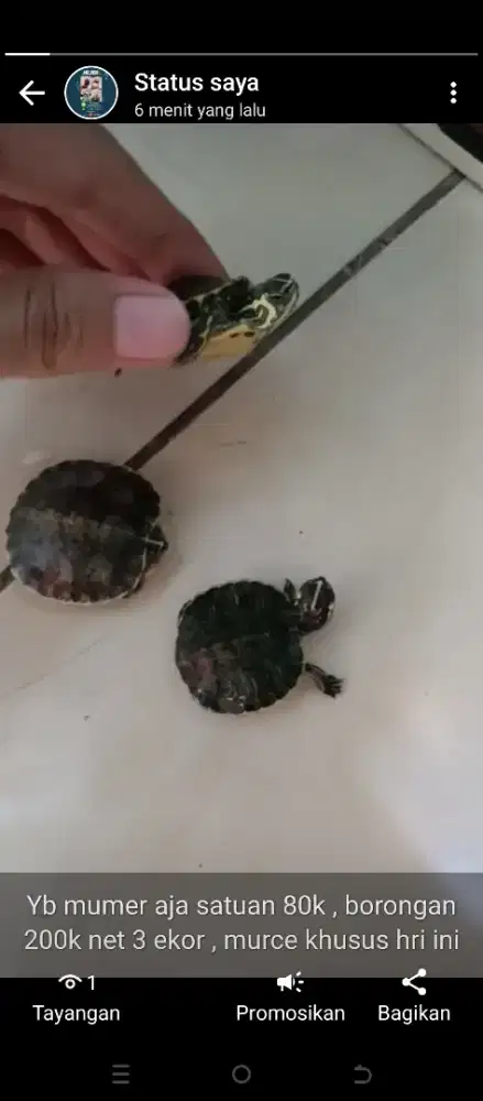 Kura kura yellow belly