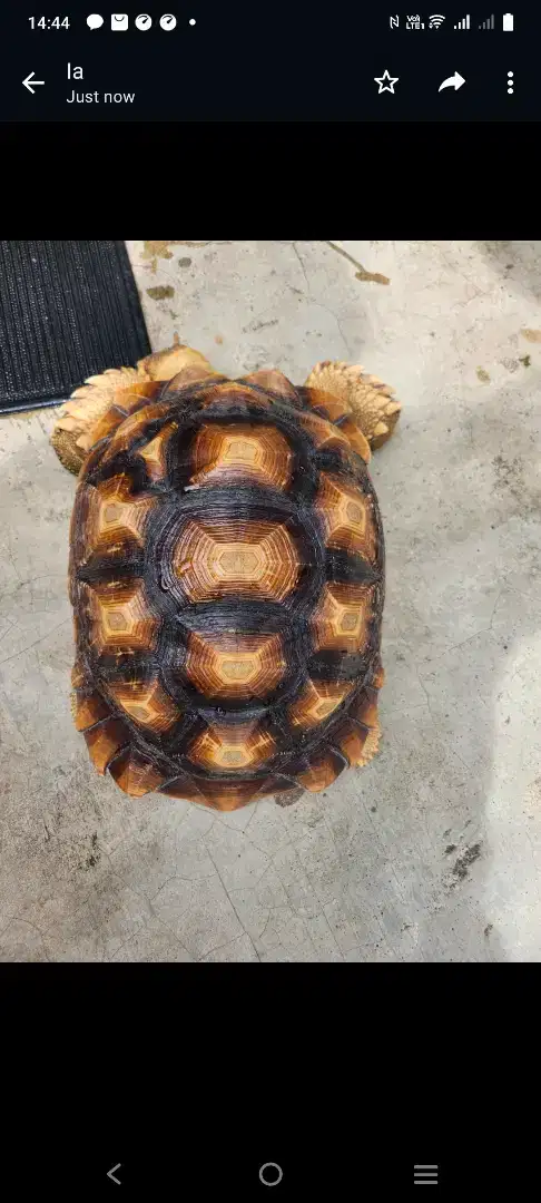 Kura kura Sulcata
