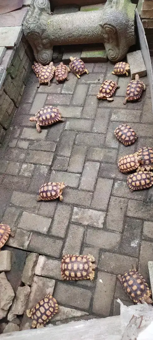Anakan kura sulcata