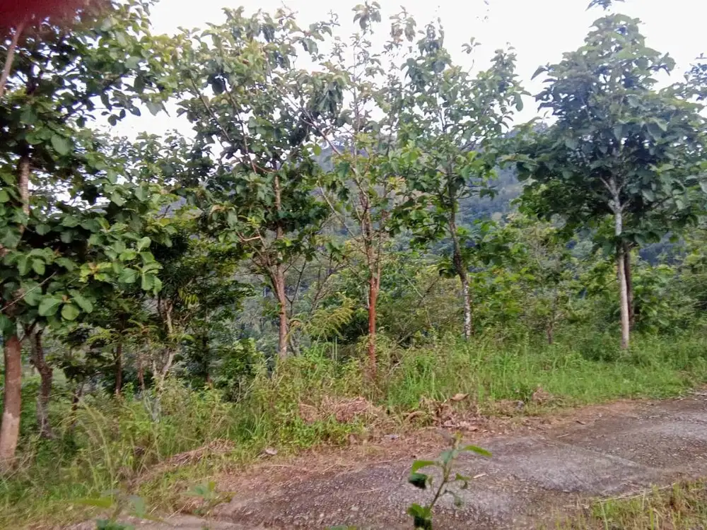 Tanah strategis Sologohimo, wonogir