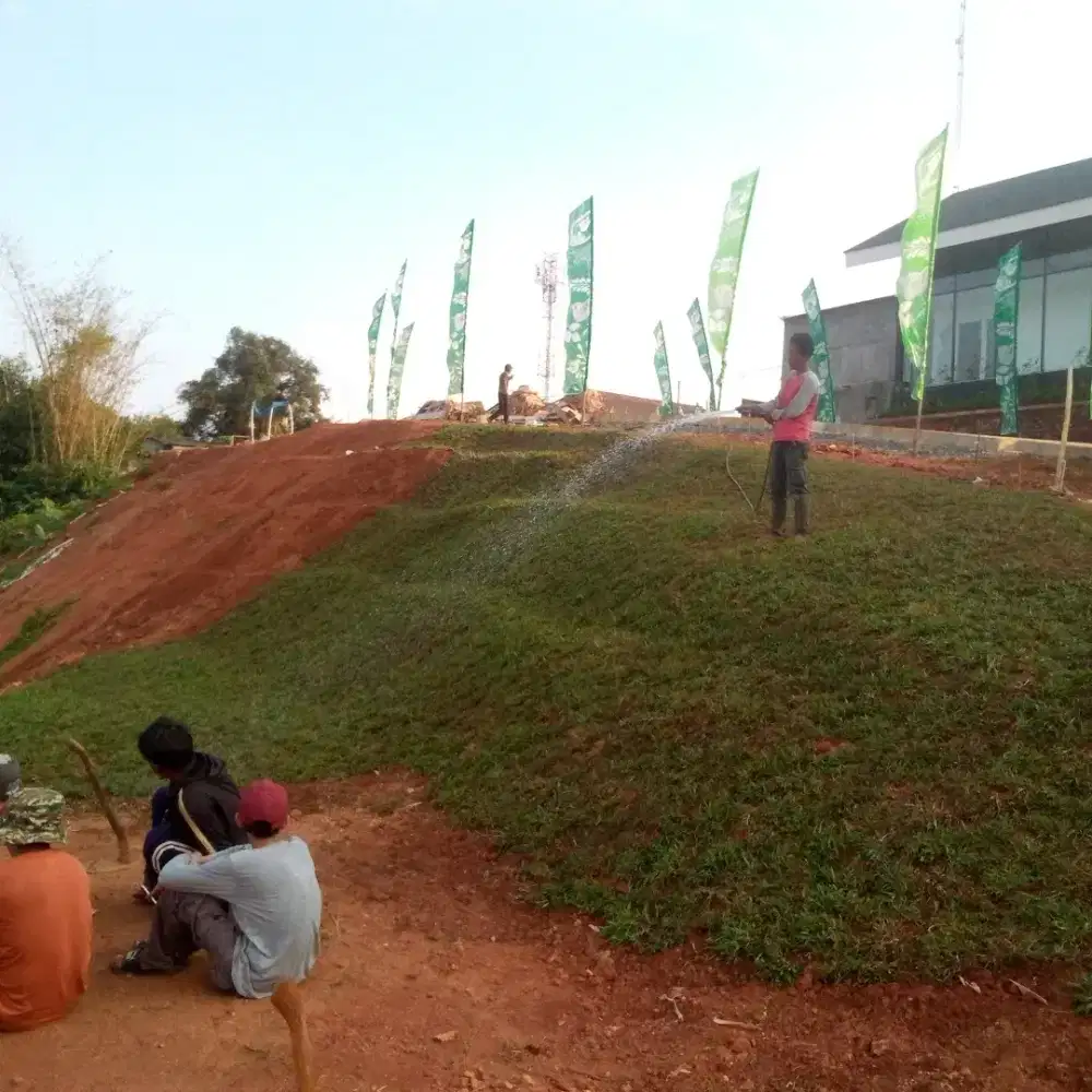 Rumput gajahan / gajah biasa berikut tanam