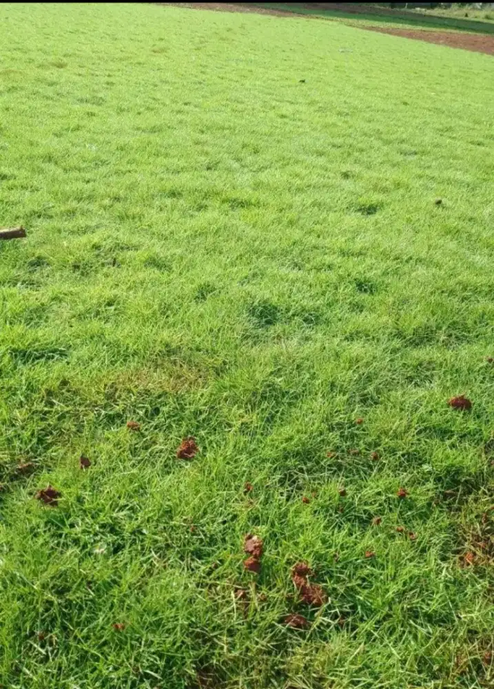 Rumput suwis langsung petani