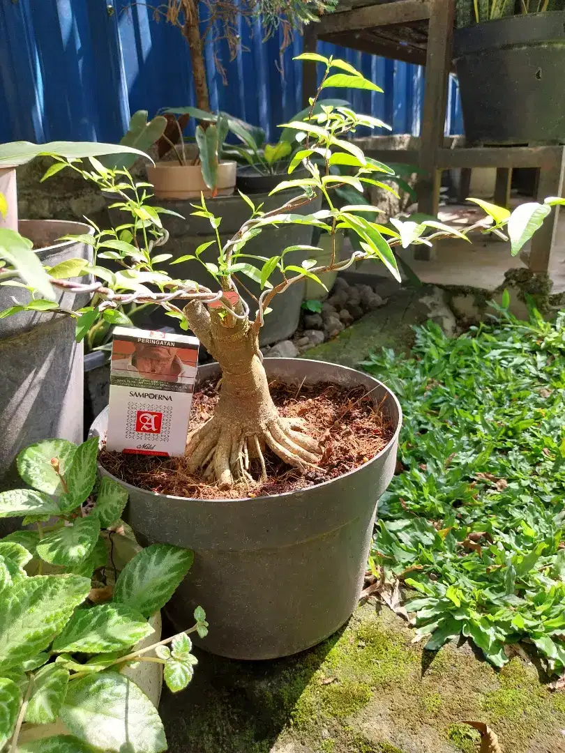 Bonsai anting putri