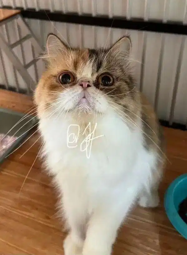 (NEGO SAMPE JADI) Kucing Persia Peaknose Murah  Betina Proven