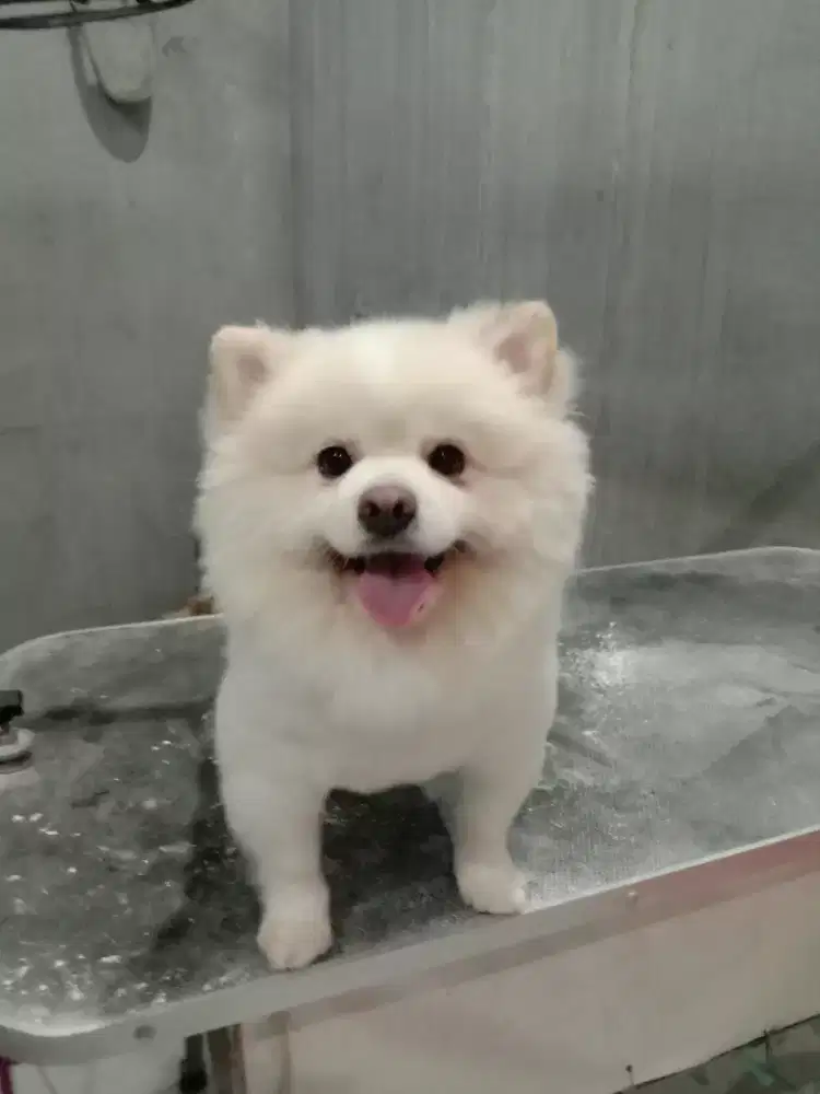 Athena jasa Grooming panggilan kerumah untuk Anjing & Kucing.