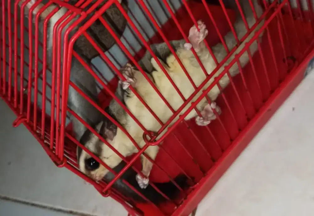 Promo lagi sugar glider yok