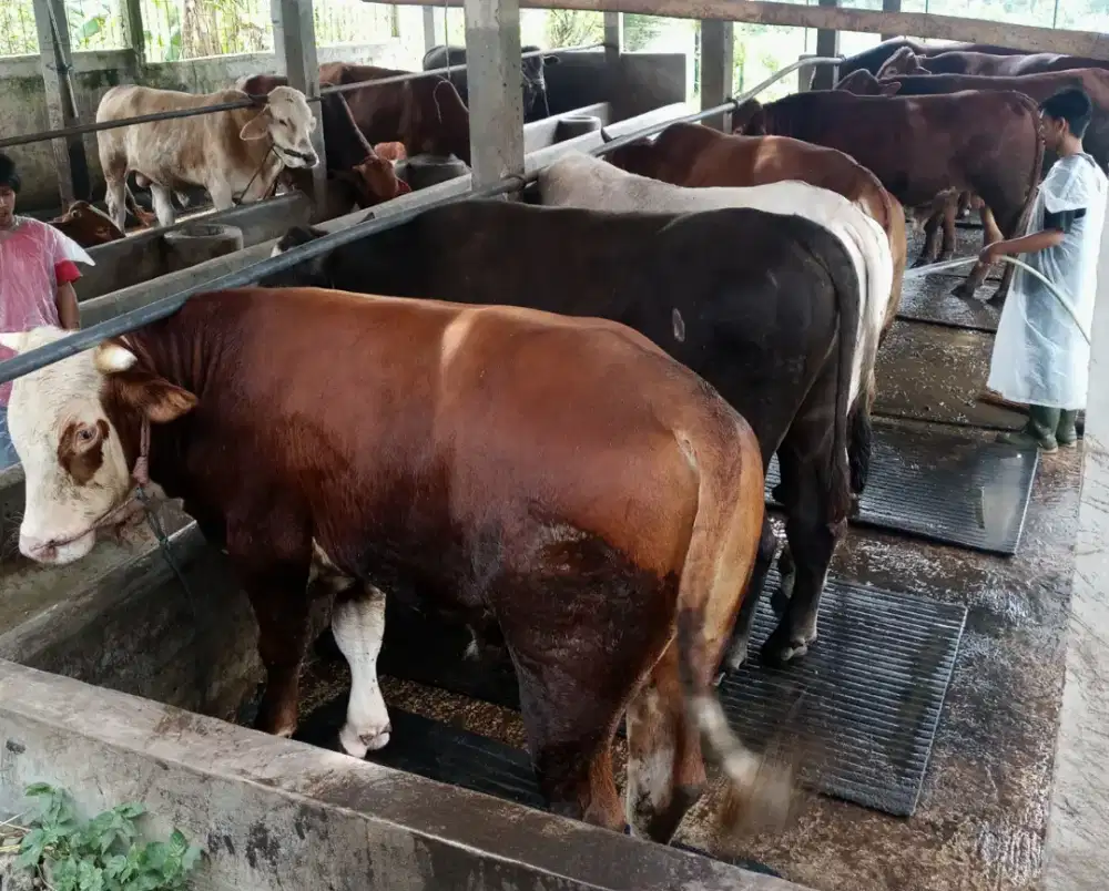 Sapi Qurban Limosin, Pegon, Bali,Kupang dan Ongole PO Ready Stok