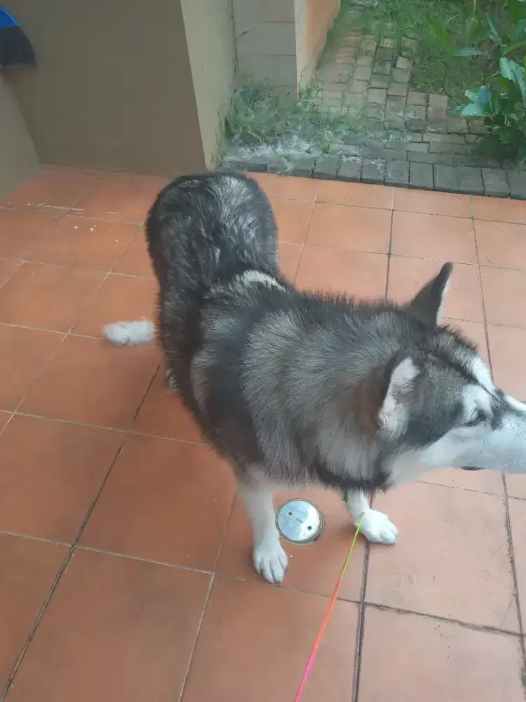 Dog&cat grooming panggilan termurah