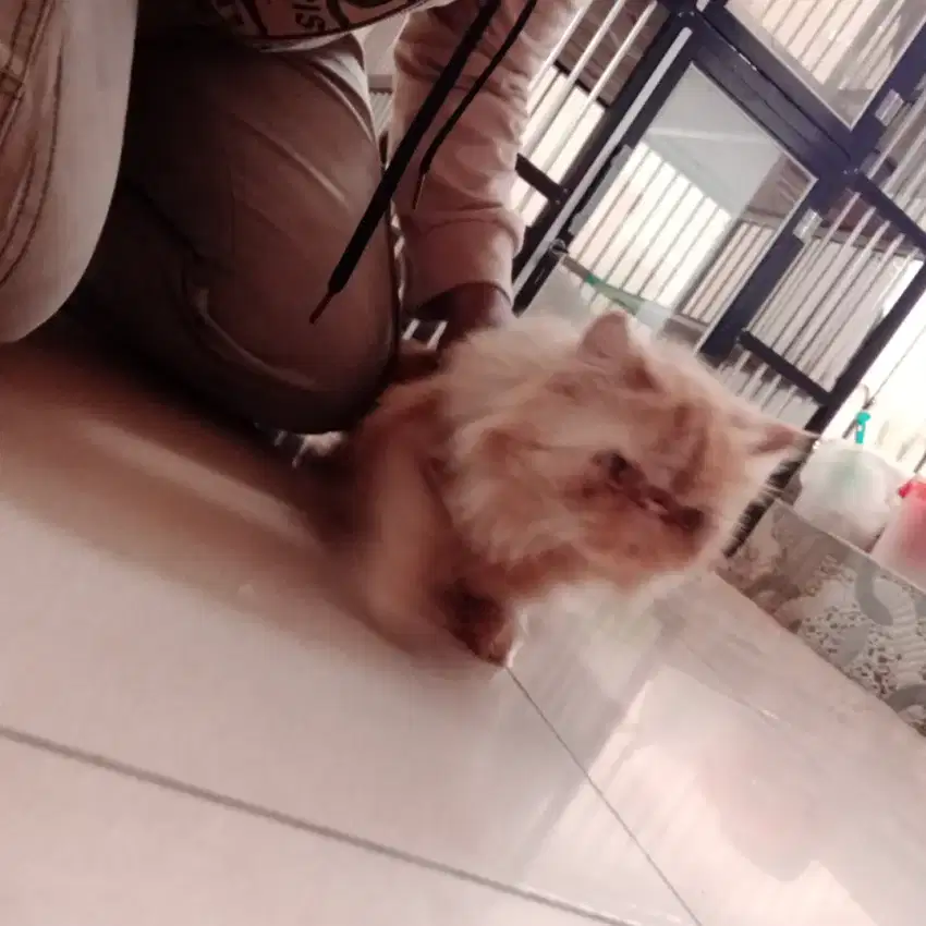 Kucing Persia Peaknose