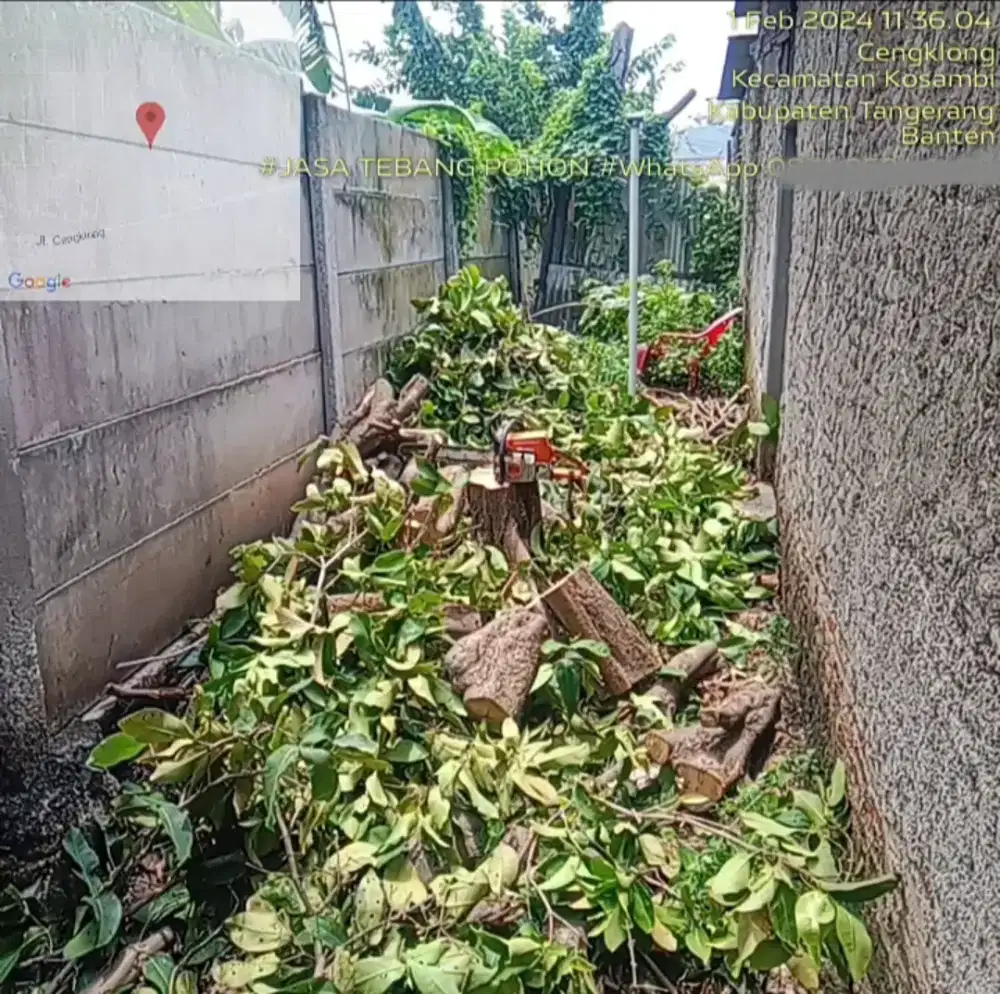 jasa tebang pohon
