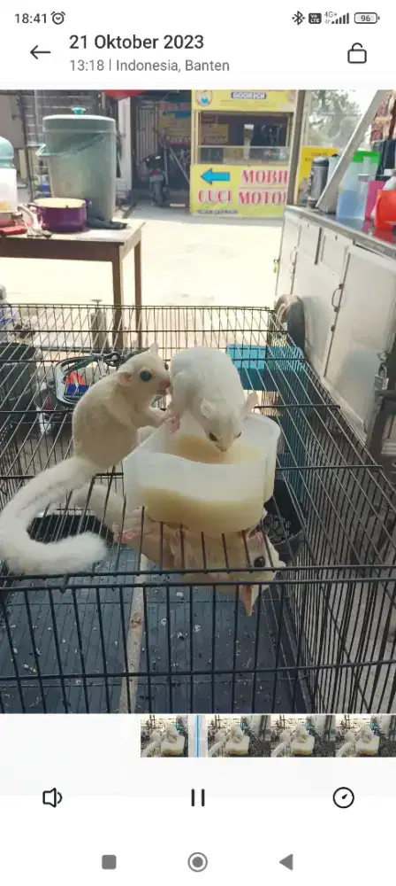 Sugarglaider leucistic putih sugargleider sugarglider