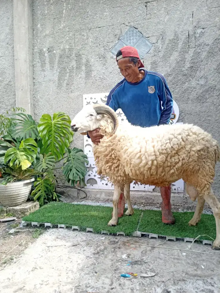 Qurban Kambing Domba & Sapi| Qurban Bogor Depok| kurban praktis