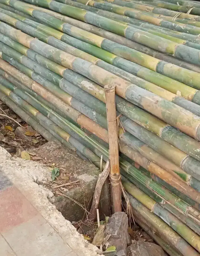 Bambu Steger panjang 6 meter