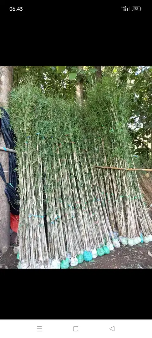 Jual bambu jepang per ikat