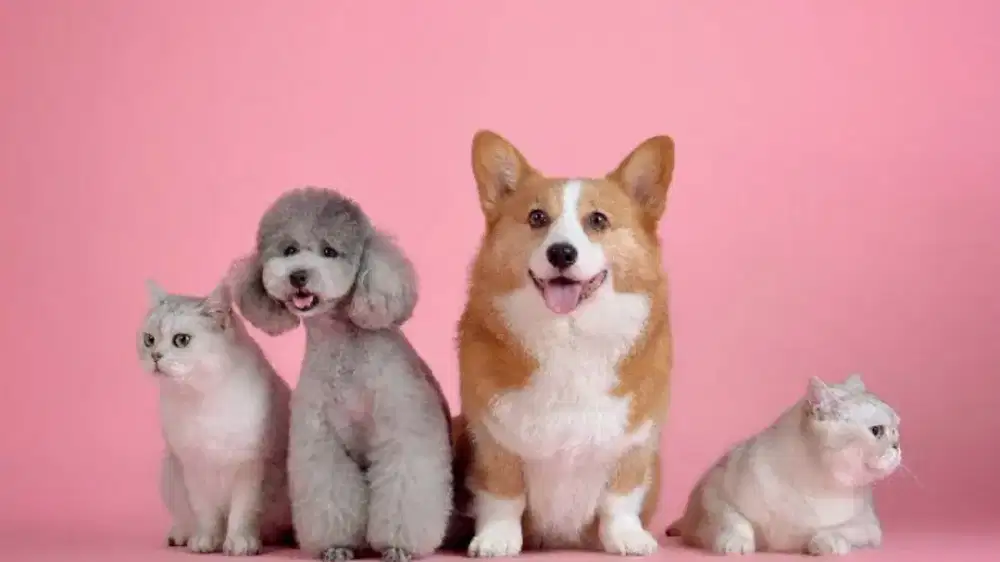 JURAGAN/GROOMING PANGGILAN CAT&DOG TERMURAH