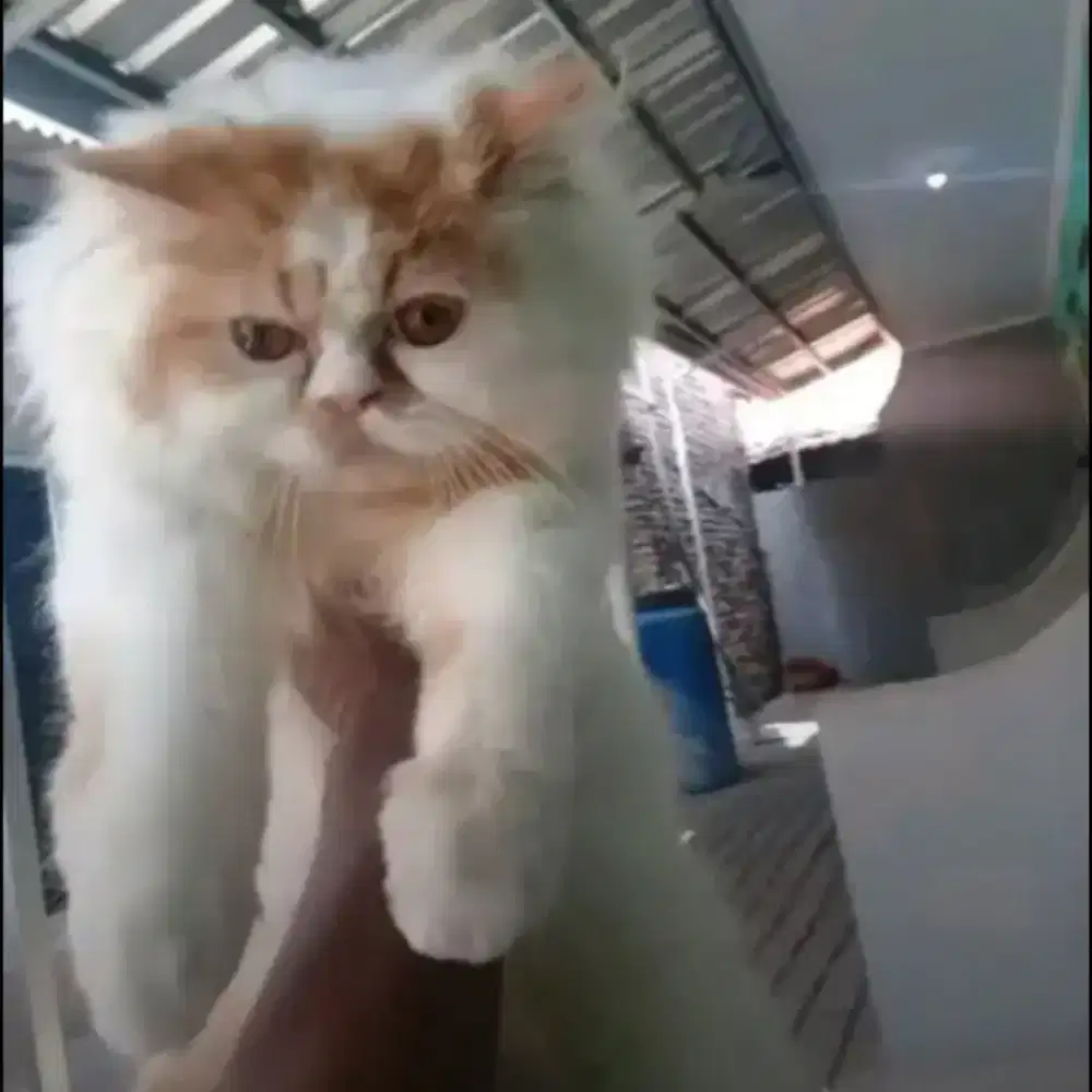 Salon hewan grooming panggilan cat&dog jakarta tangerang