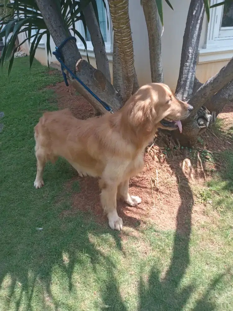 JASA GROOMER HEWAN panggilan cat&dog jakarta pusat