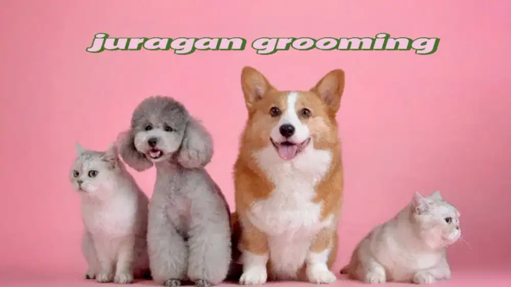 Dog grooming panggilan cat jagakarsa