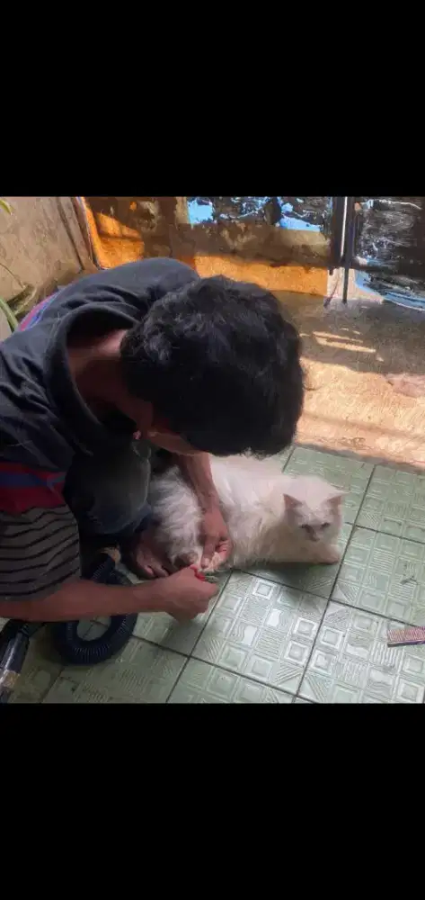 Salon grooming keliling terdekat cat&dog terdekat