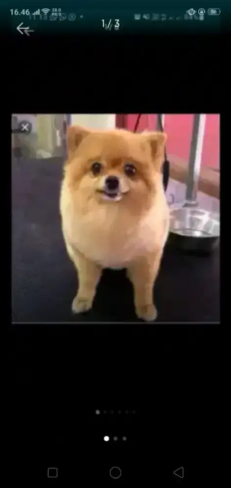 Juragan grooming PANGGILAN TERMURAh