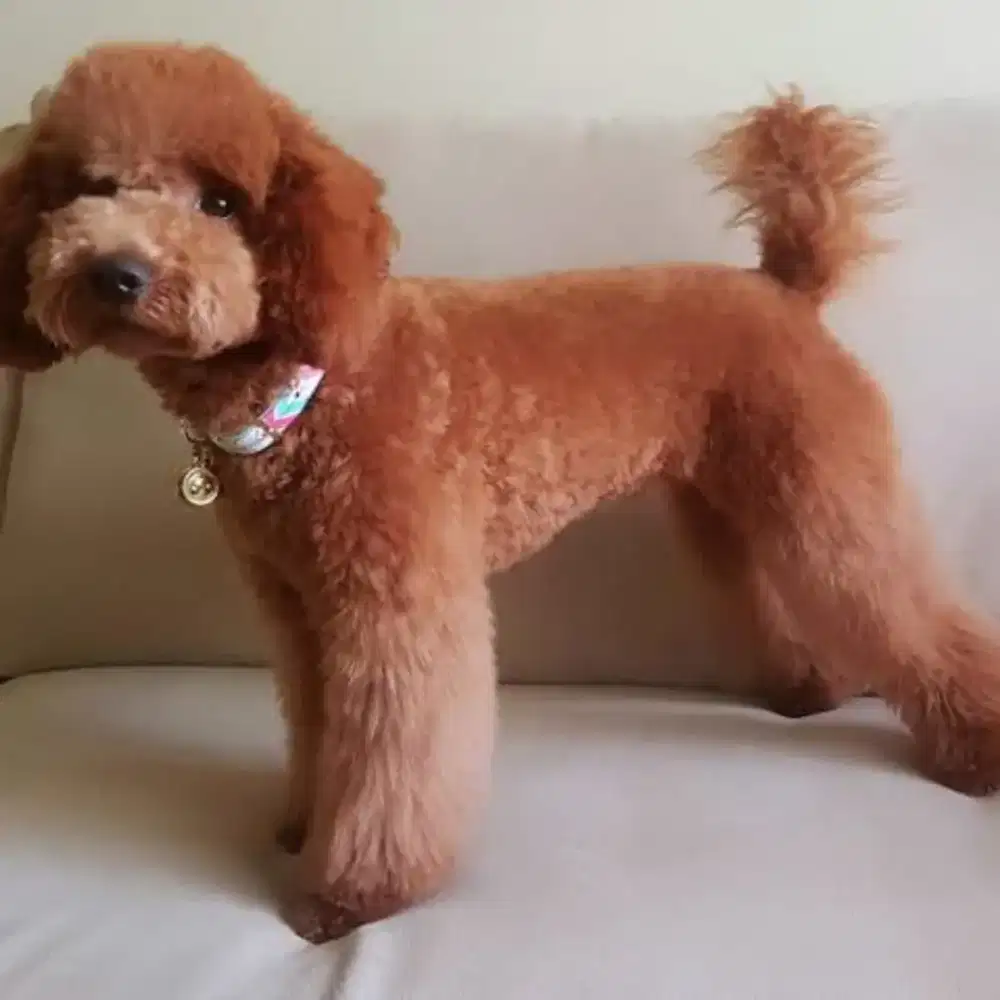 Ig juragan grooming panggilan cat&dog jabodetabek