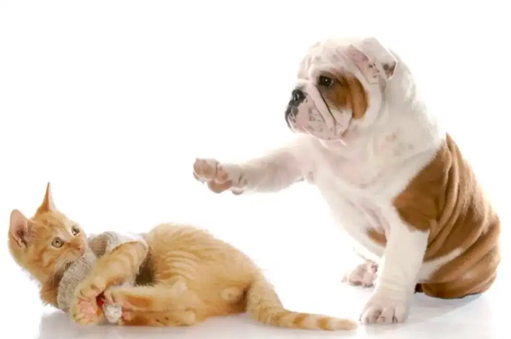 Juragan pet grooming Panggilan cat&dog termurah