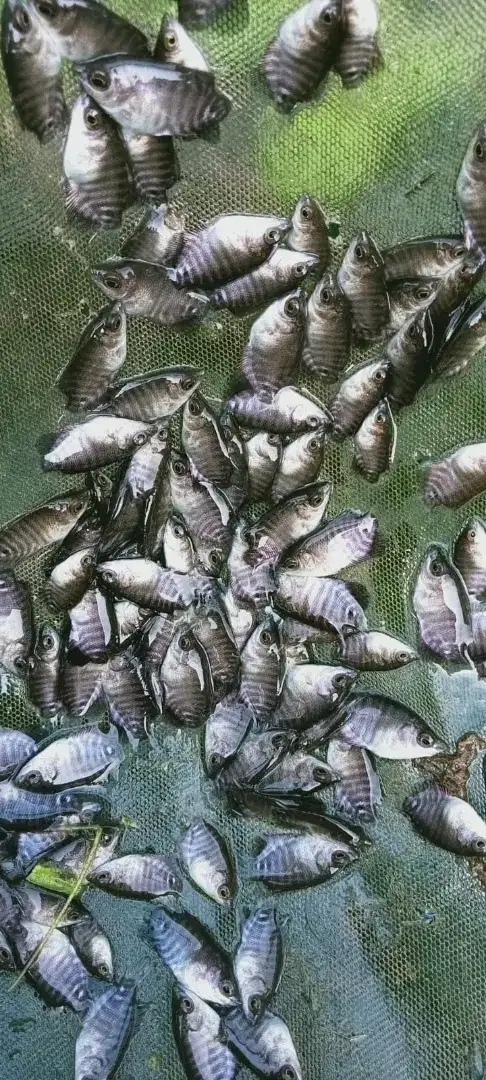 Jual bibit an ikan gurame ikan redy siap yg minat cat ajah WA