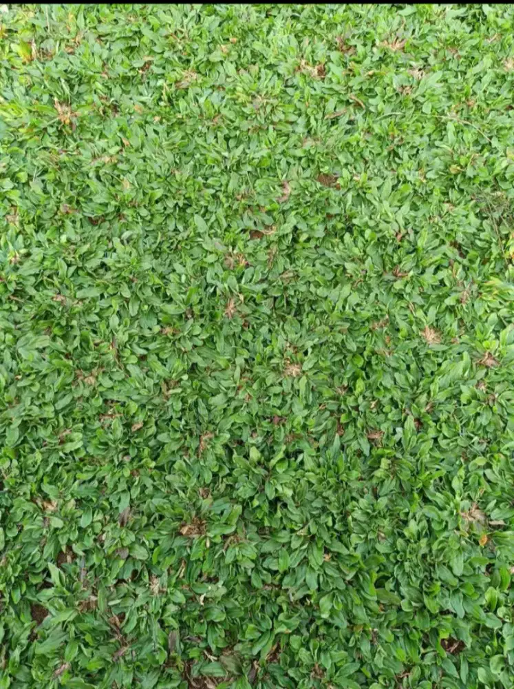 Rumput Gajah Mini Segar – Harga Murah Bandung – Bisa Kirim & Pasang