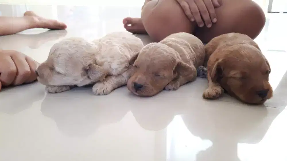 ANJING POODLE STANBUM VAKSIN MURAH NEGO