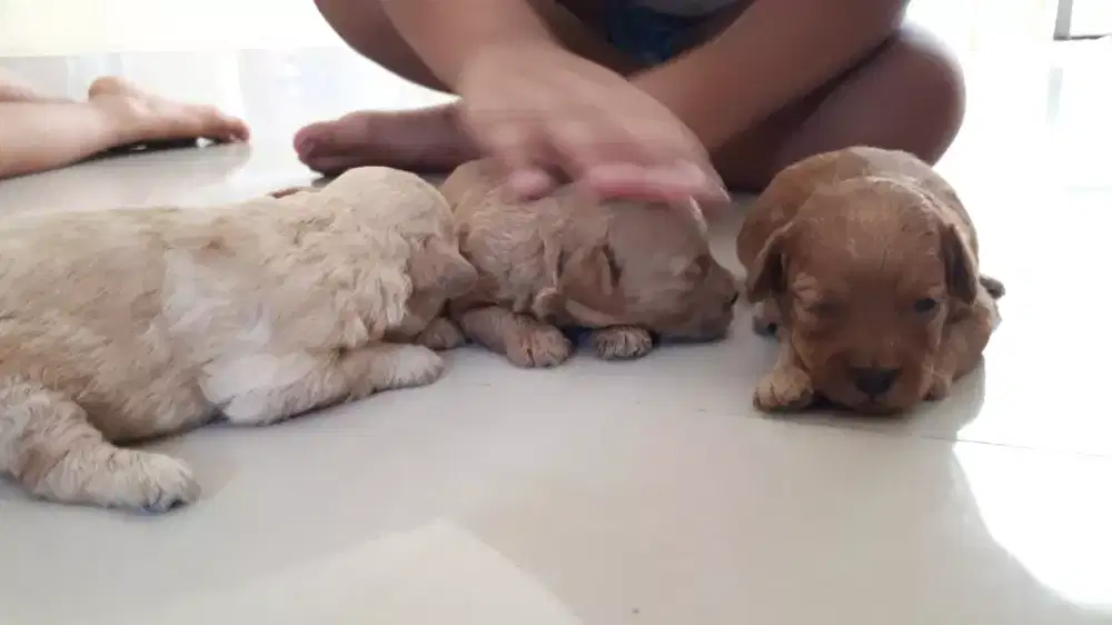 STANBUM ANJING POODLE MURAH NEGO BETINA