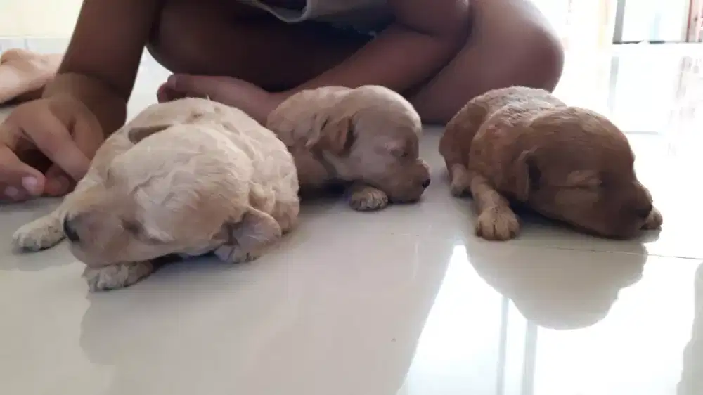 BETINA ANJING POODLE STANBUM VAKSIN MURAH