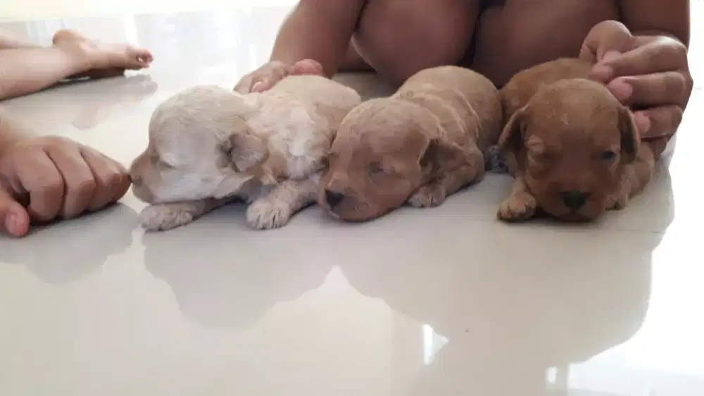 ANJING POODLE BETINA STANBUM VAKSIN MURAH