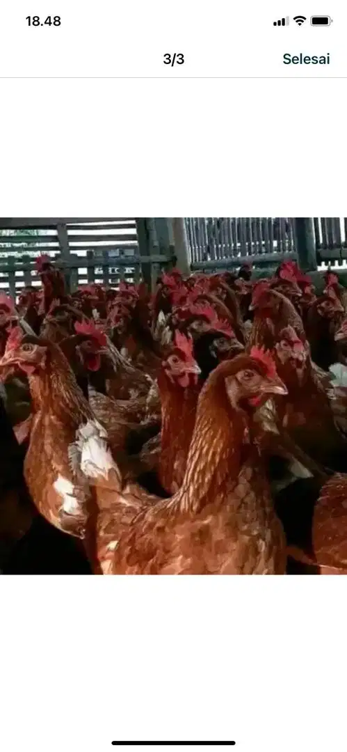 Jual pullet siap produksi