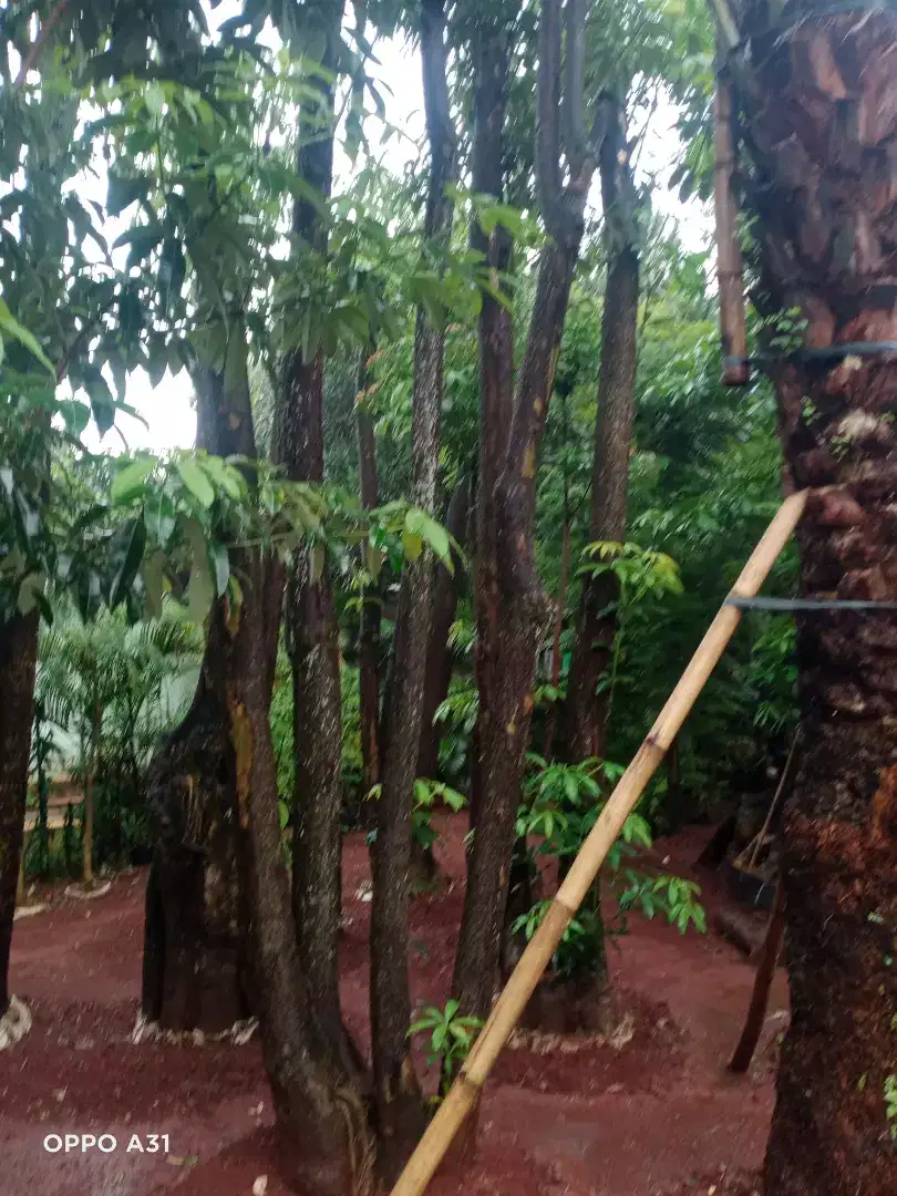 Jual pohon pule pohon pelindung