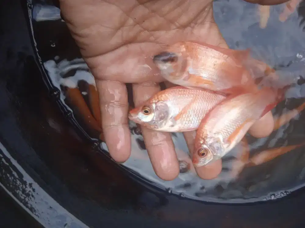 Jual bibit ikan nila bangkok ikan redy yg minat cat WA