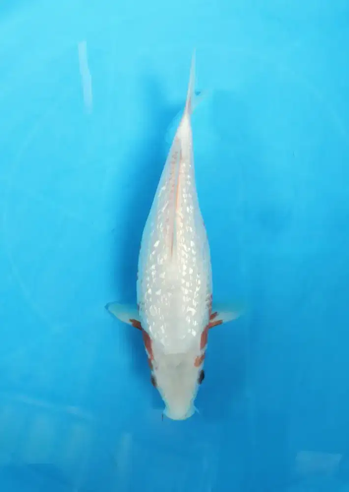 ikan koi yuki asagi ginrin